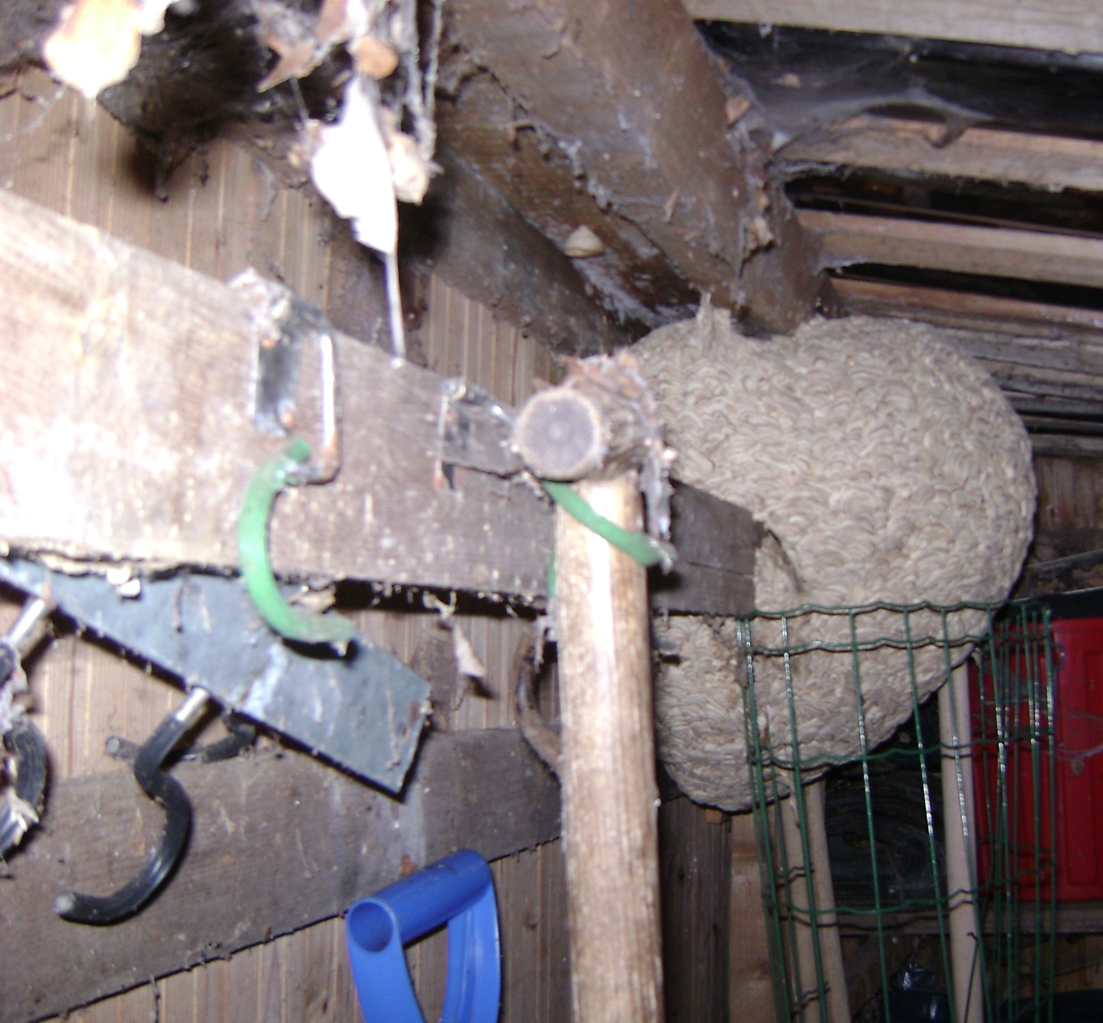 wespennest in oud schuurtje -  wat nu - wil geen gif gebruiken